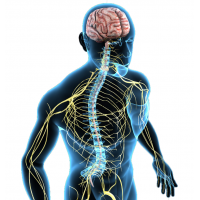 Лечение нервной системы